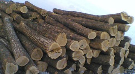 原木圓木粗木頭